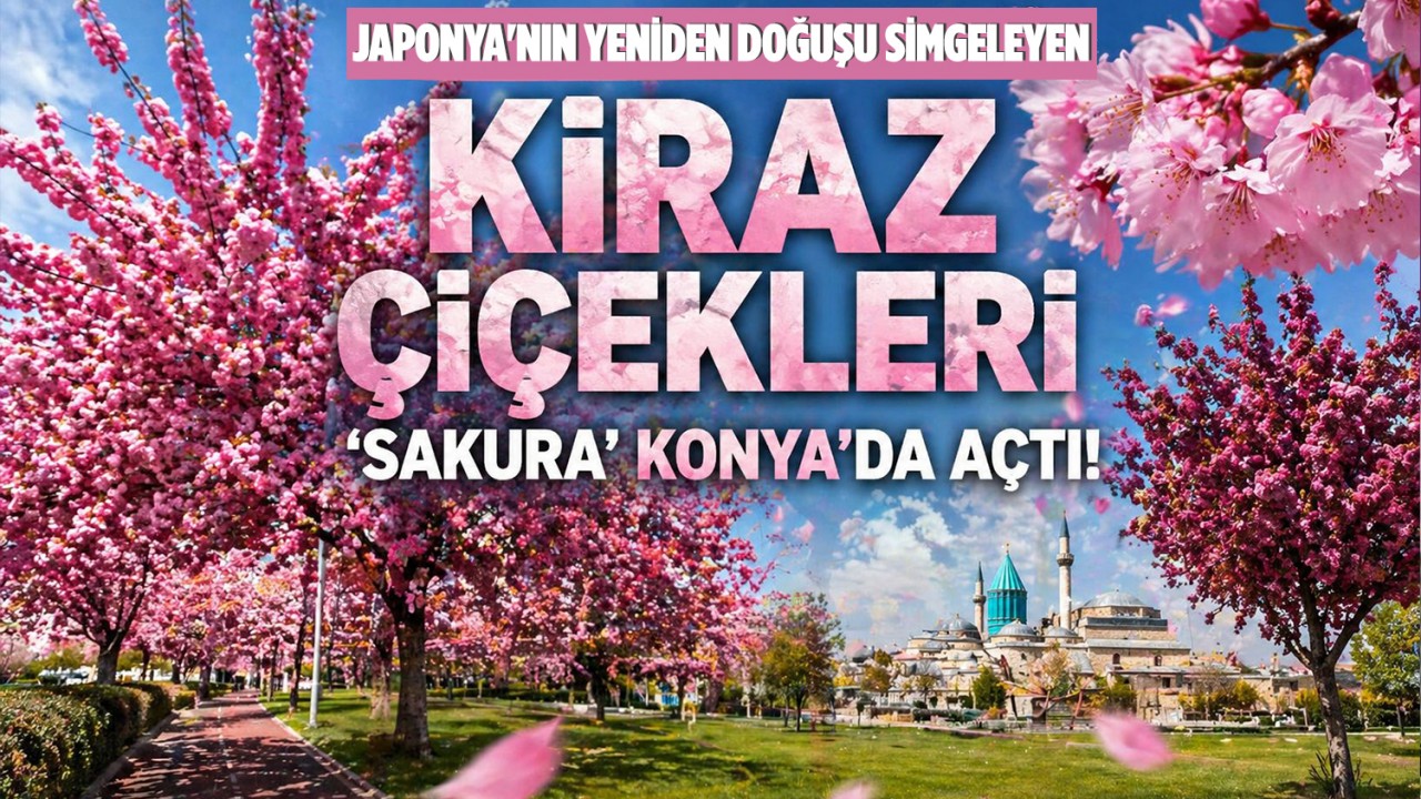 Japonya'nın yeniden doğuşu simgeleyen kiraz çiçekleri 'sakura' Konya'da açtı