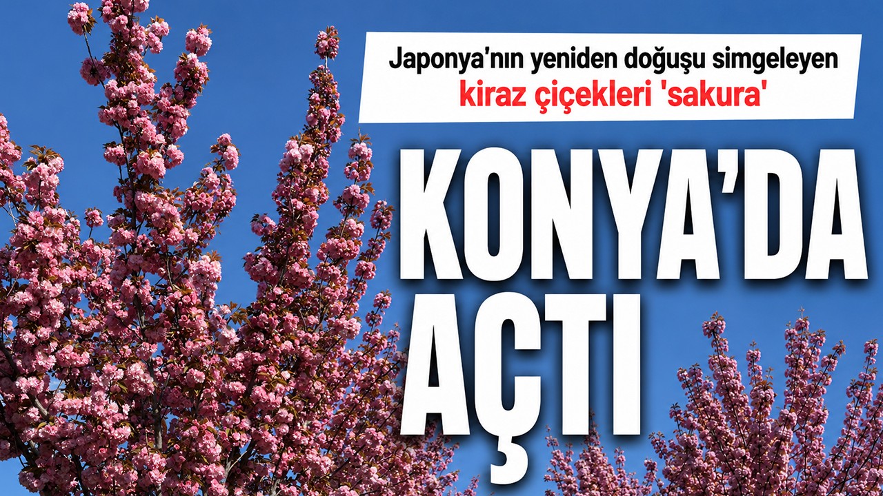 Japonya'nın yeniden doğuşu simgeleyen kiraz çiçekleri 'sakura' Konya'da açtı