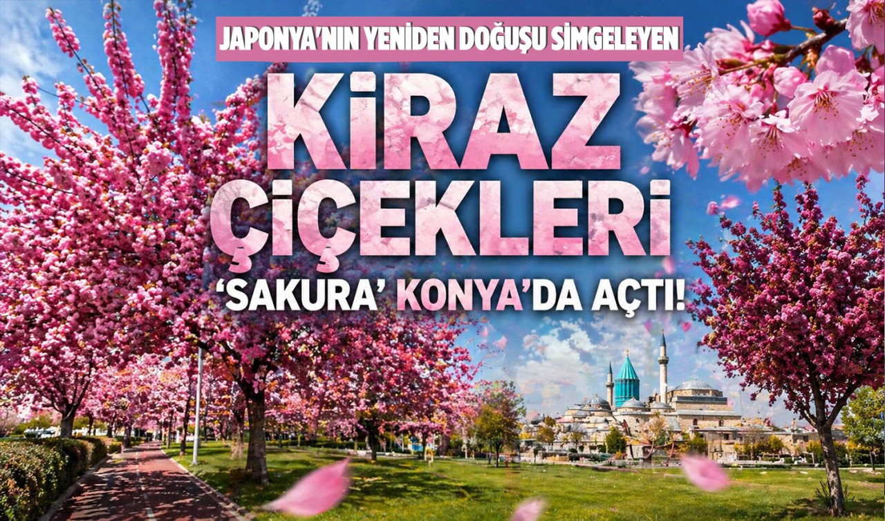 Japonya'nın yeniden doğuşu simgeleyen kiraz çiçekleri 'sakura' Konya'da açtı