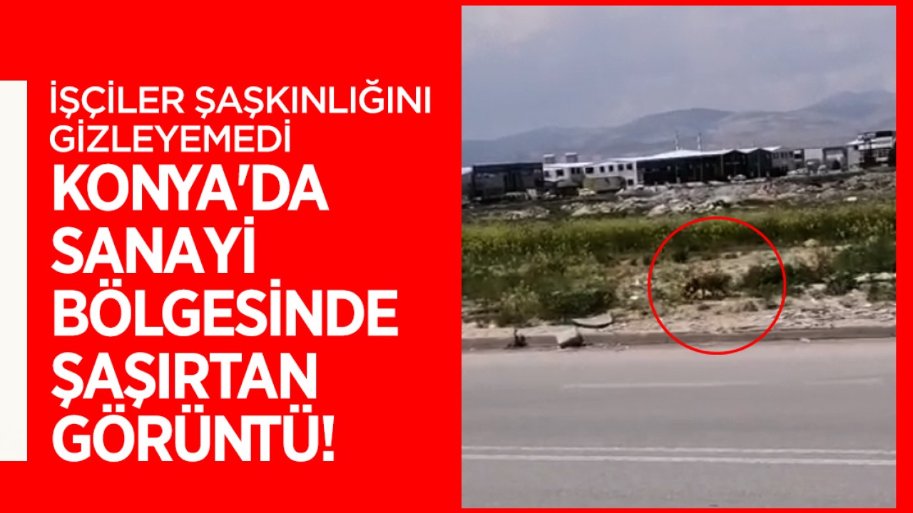 Konya'da sanayi bölgesinde şaşırtan görüntü! İşçiler şaşkınlığını gizleyemedi