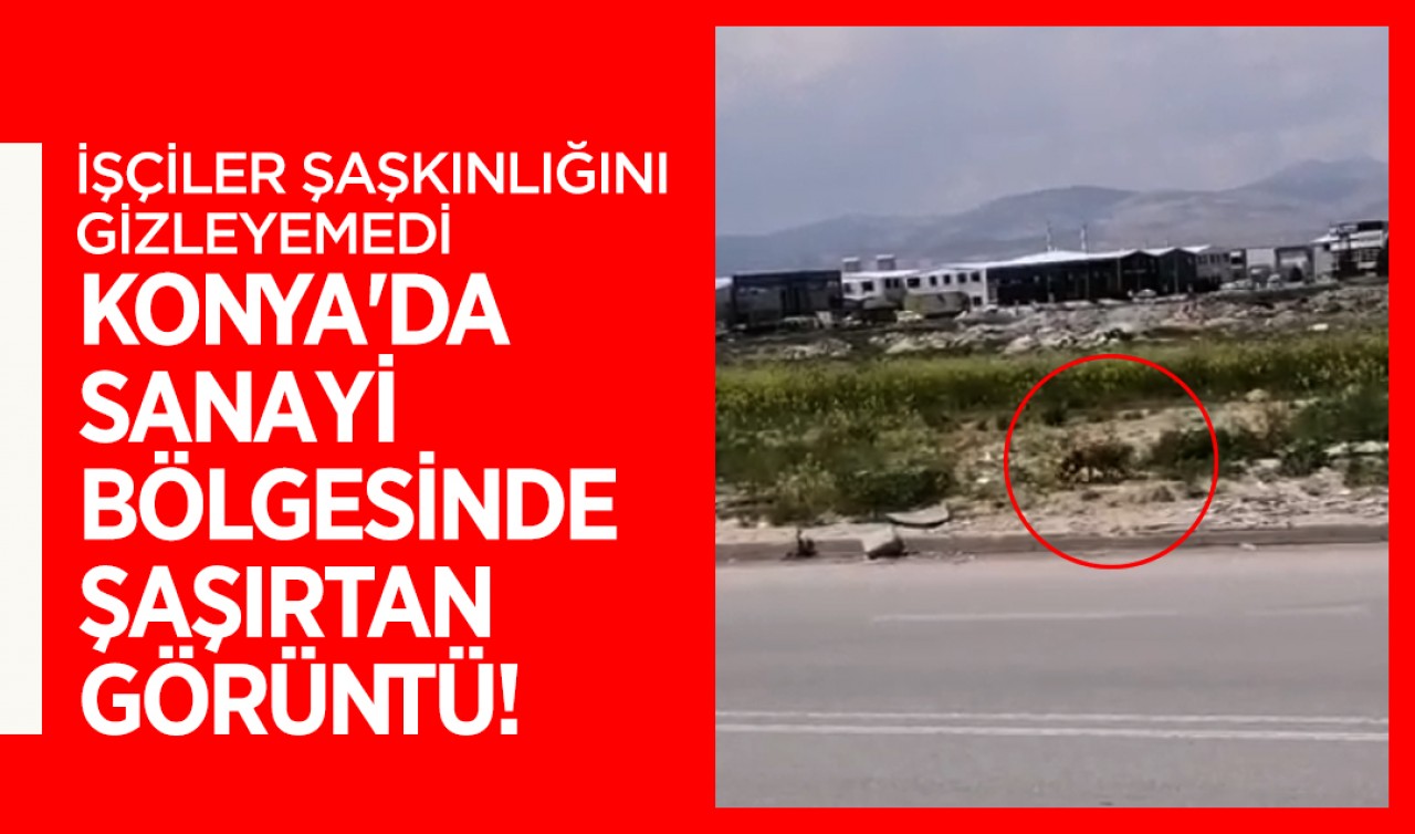 Konya'da sanayi bölgesinde şaşırtan görüntü! İşçiler şaşkınlığını gizleyemedi
