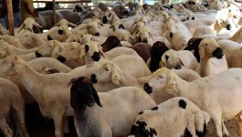 Vekaletle kurban kesim bedelleri açıklandı