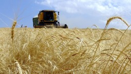 Yaklaşık 1,4 milyar lira tarımsal destekleme ödemeleri bugün yapılacak