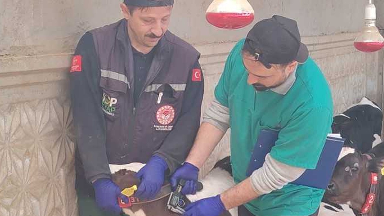 Ilgın’da şap aşılama çalışmaları sürüyor