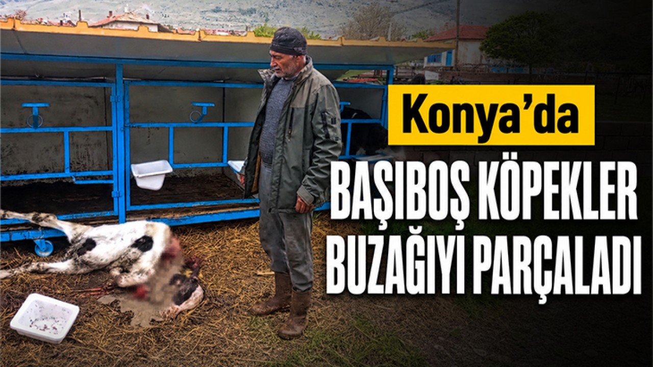 Konya'da başıboş köpekler buzağıyı parçaladı