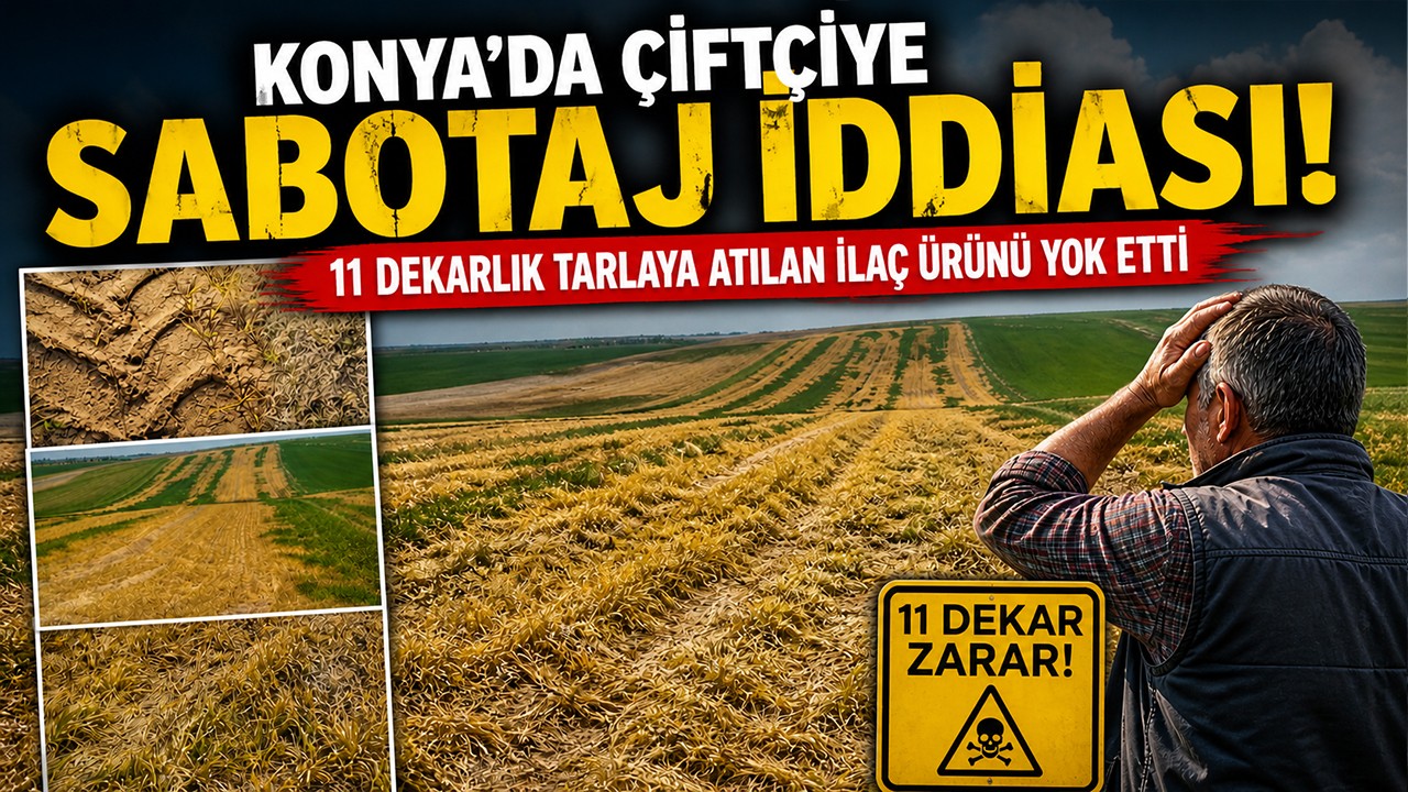 Konya’da çiftçiye sabotaj iddiası: 11 dekarlık tarlaya atılan ilaç ürünü yok etti