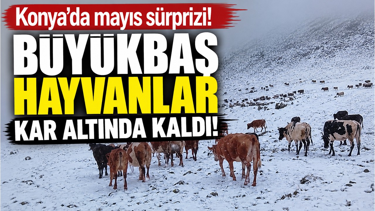 Konya'da mayıs sürprizi! Büyükbaş hayvanlar kar altında kaldı