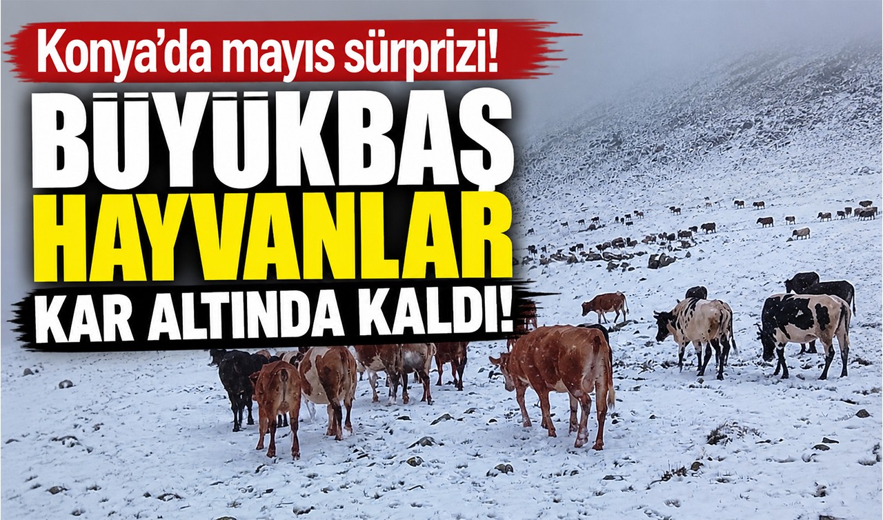 Konya'da mayıs sürprizi! Büyükbaş hayvanlar kar altında kaldı