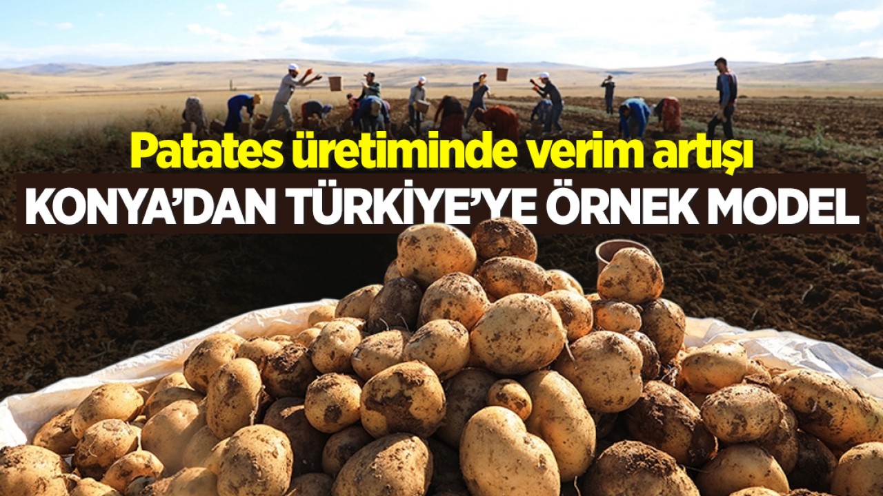 Patates üretiminde verim artışı: Konya’dan Türkiye’ye örnek model