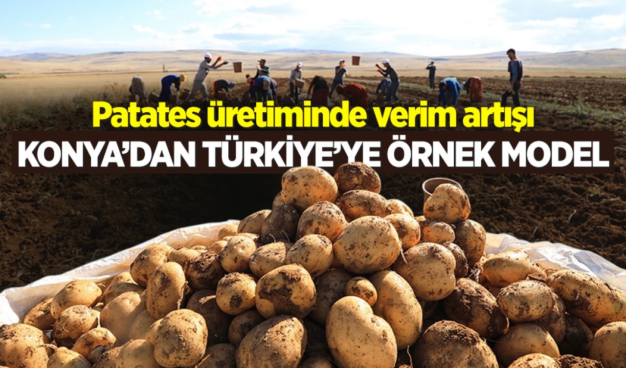 Patates üretiminde verim artışı: Konya’dan Türkiye’ye örnek model