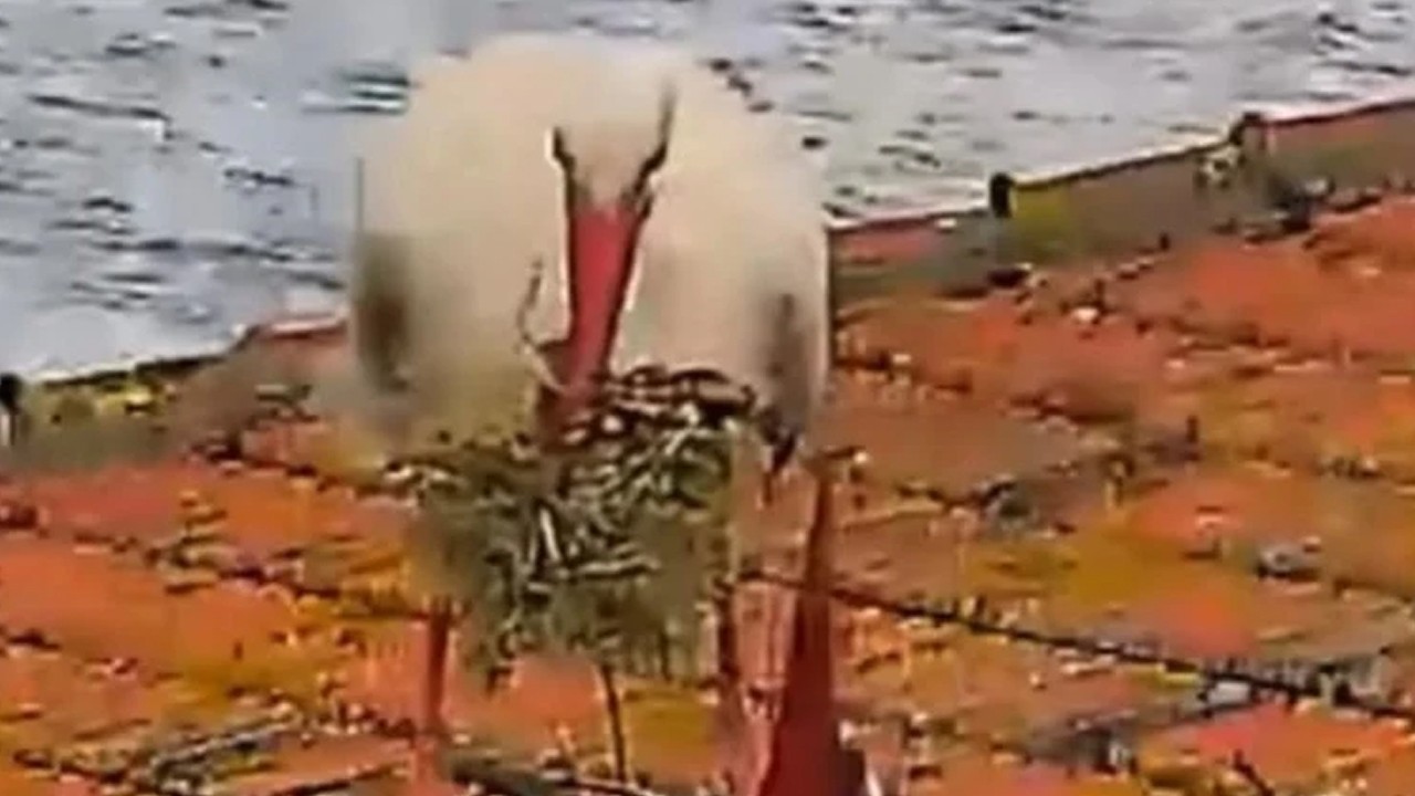 Yaren ve Nazlı leyleğin 5 yavrusu dünyaya geldi