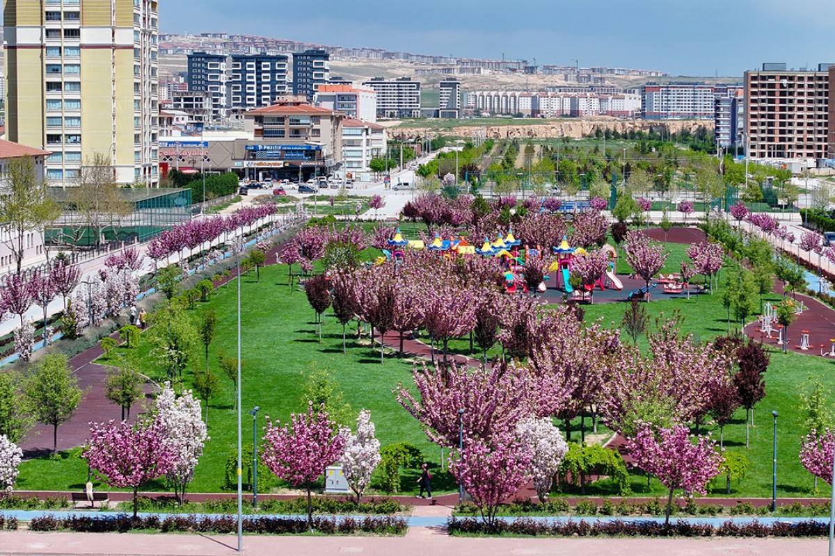 Konya’da Sakura mevsimi 