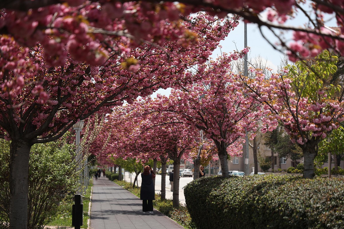 Konya’da Sakura mevsimi 