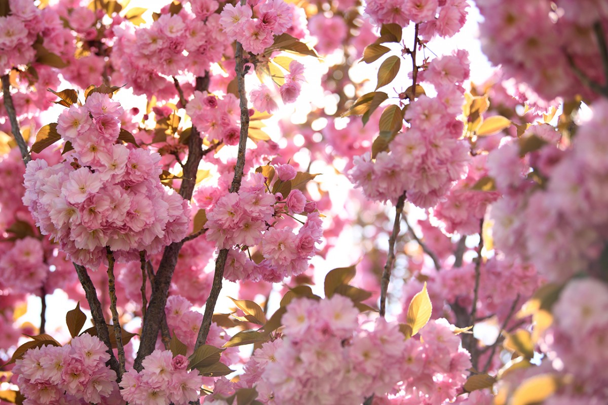 Konya’da Sakura mevsimi 
