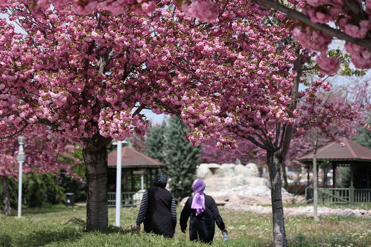 Konya’da Sakura mevsimi 