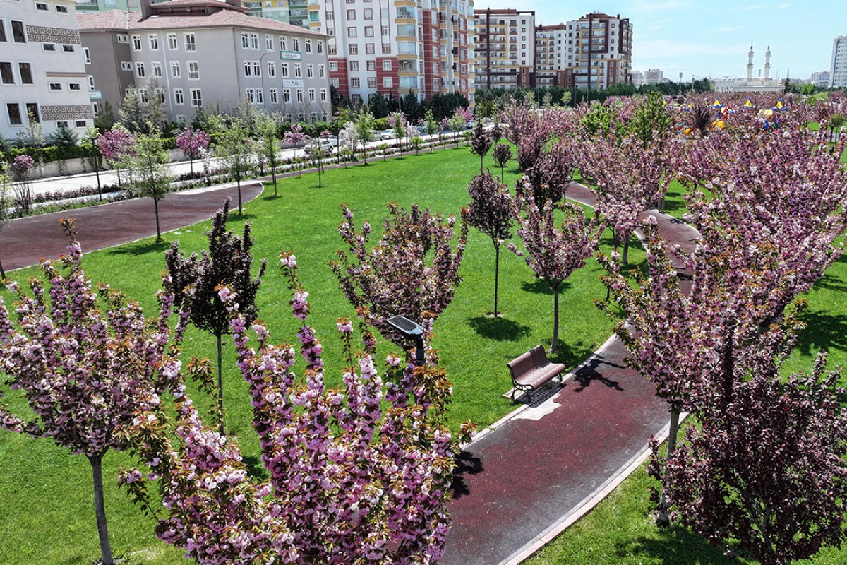 Konya’da Sakura mevsimi 