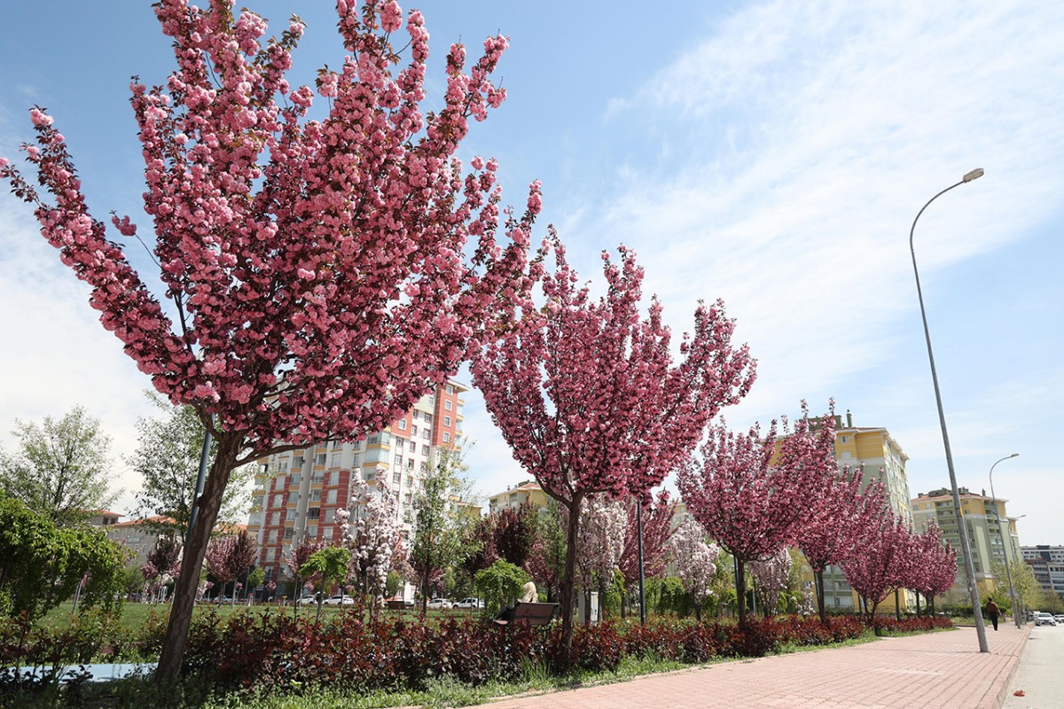 Konya’da Sakura mevsimi 