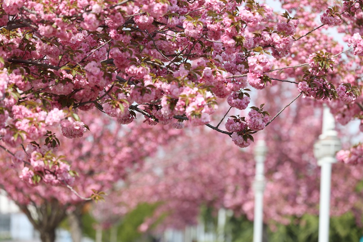 Konya’da Sakura mevsimi 