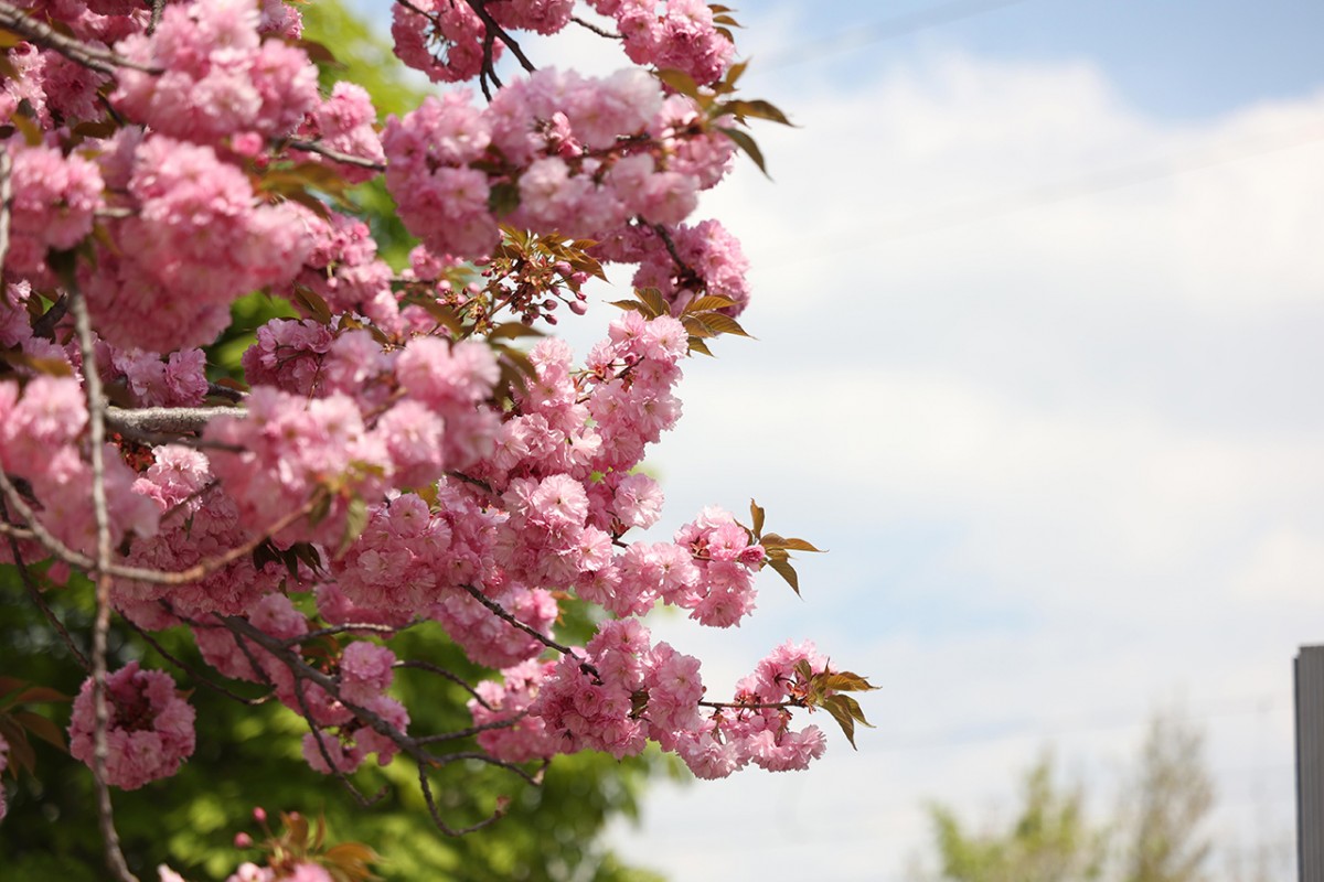 Konya’da Sakura mevsimi 
