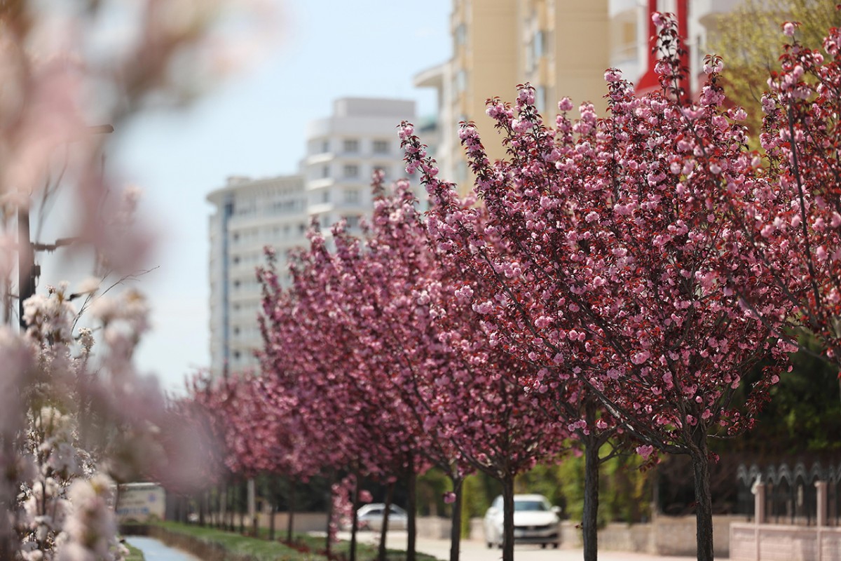 Konya’da Sakura mevsimi 