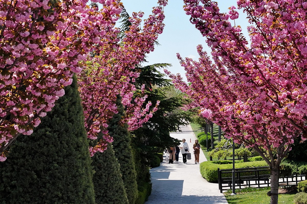 Konya’da Sakura mevsimi 