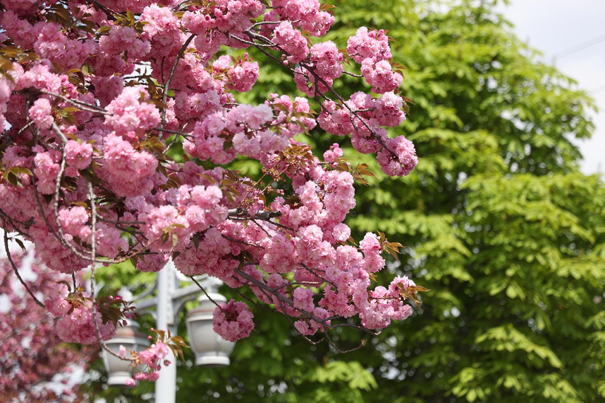 Konya’da Sakura mevsimi 