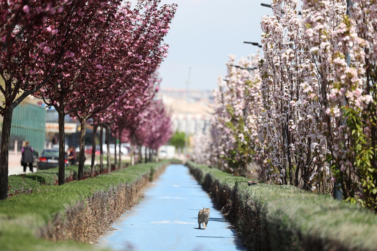 Konya’da Sakura mevsimi 
