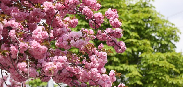 Konya’da Sakura mevsimi 