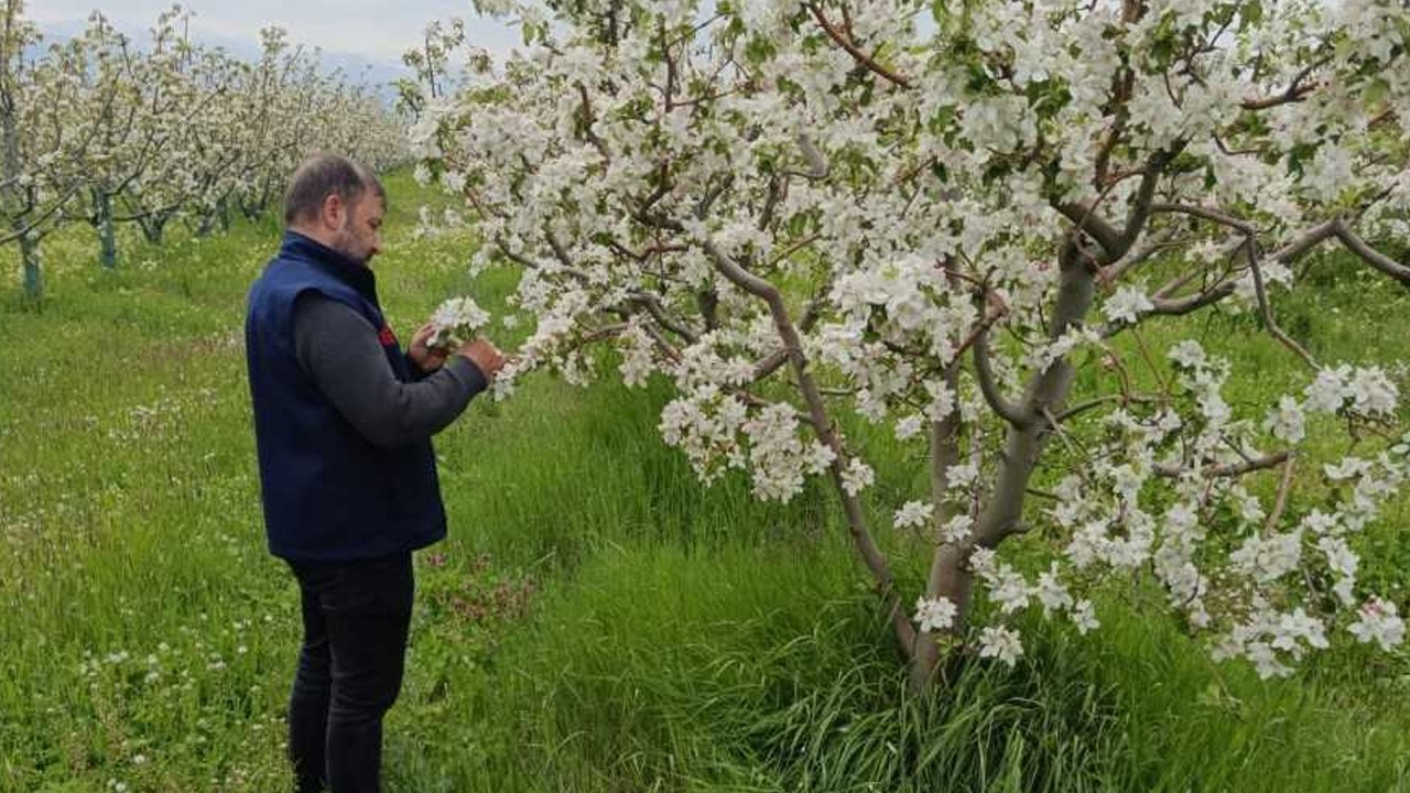 Akşehir’de meyve bahçelerinde fenolojik gözlemler devam ediyor