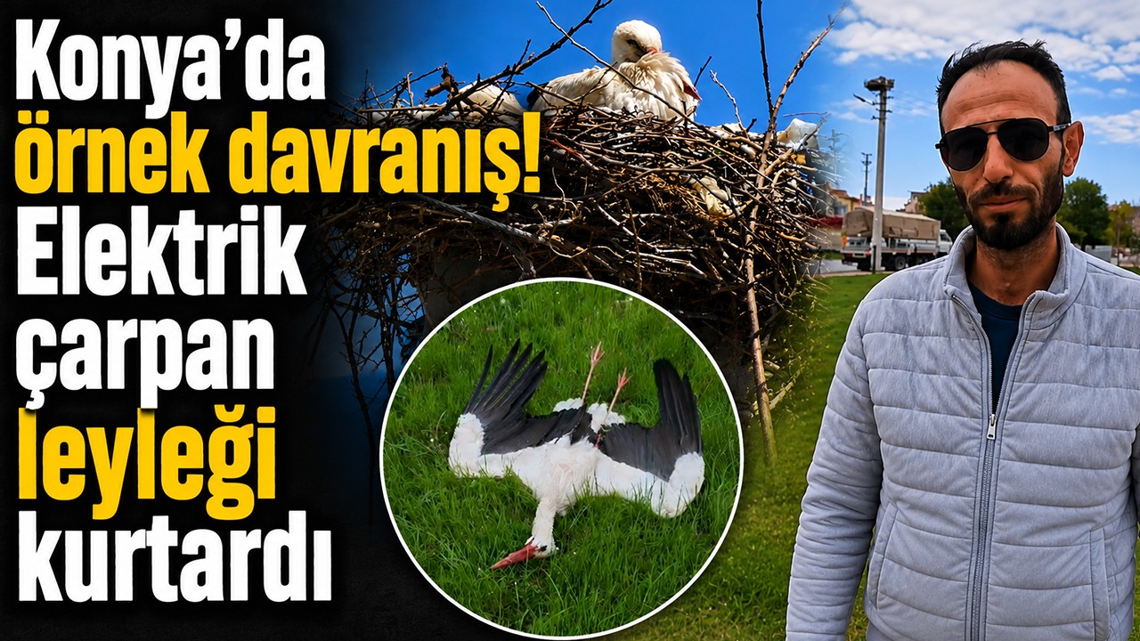 Konya’da örnek davranış! Elektrik çarpan leyleği kurtardı