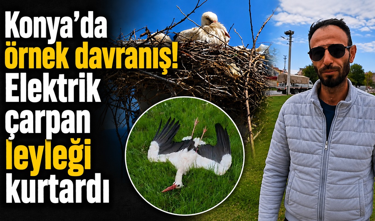 Konya’da örnek davranış! Elektrik çarpan leyleği kurtardı
