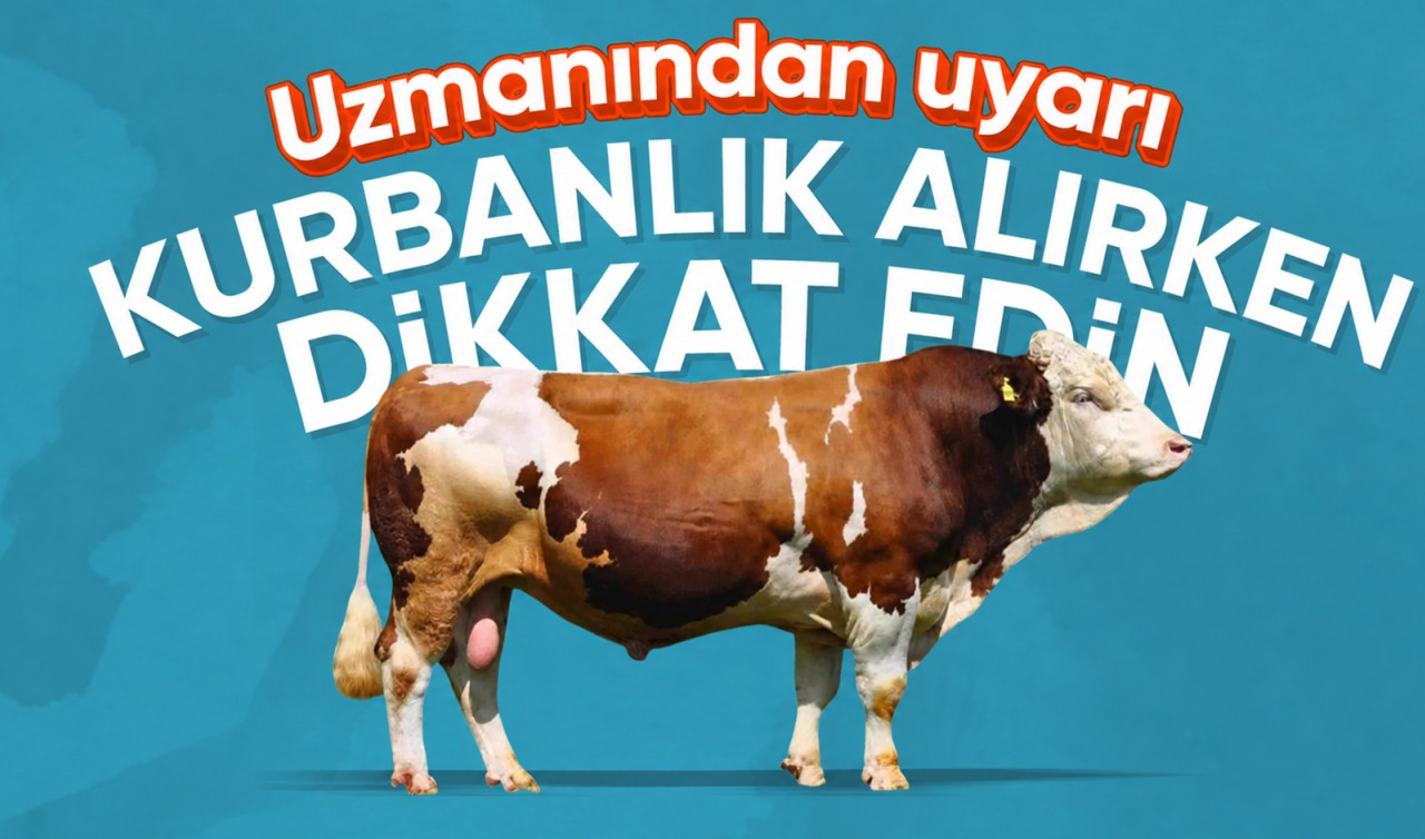 Uzmanından uyarı "Kurbanlık alırken dikkat edin"