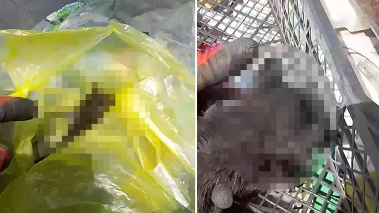 Yavru kedileri ağzı bağlı poşetle çöpe attılar! Üç yavru kediden ikisi öldü