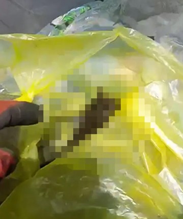 Yavru kedileri ağzı bağlı poşetle çöpe attılar! Üç yavru kediden ikisi öldü