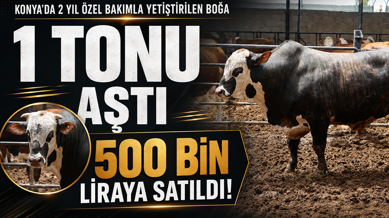 Konya’da 2 yıl özel bakımla yetiştirilen boğa 1 tonu aştı, 500 bin liraya satıldı!