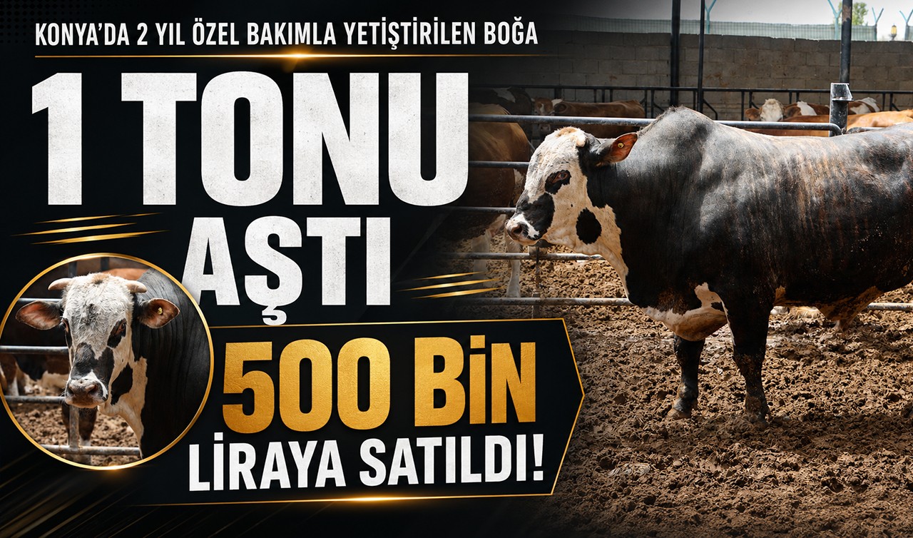Konya’da 2 yıl özel bakımla yetiştirilen boğa 1 tonu aştı, 500 bin liraya satıldı!