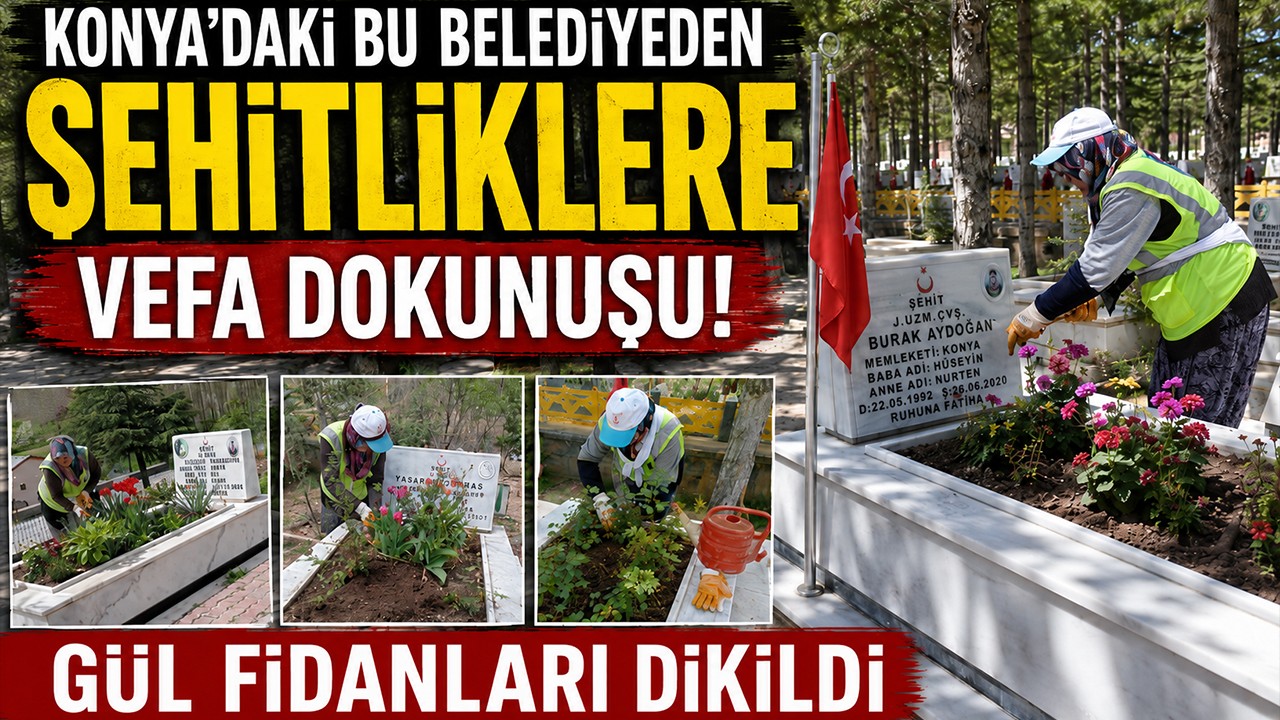 Konya'daki bu belediyeden şehitliklere vefa dokunuşu! Gül fidanları dikildi