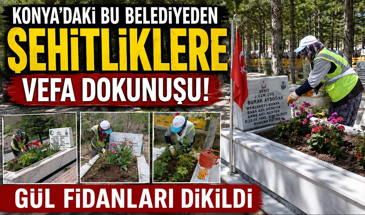 Konya'daki bu belediyeden şehitliklere vefa dokunuşu! Gül fidanları dikildi