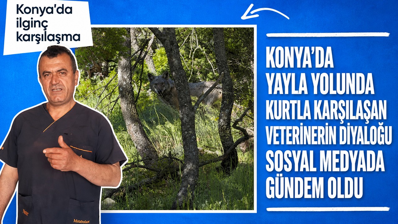 Konya'da yayla yolunda kurtla karşılaşan veterinerin diyaloğu sosyal medyada gündem oldu