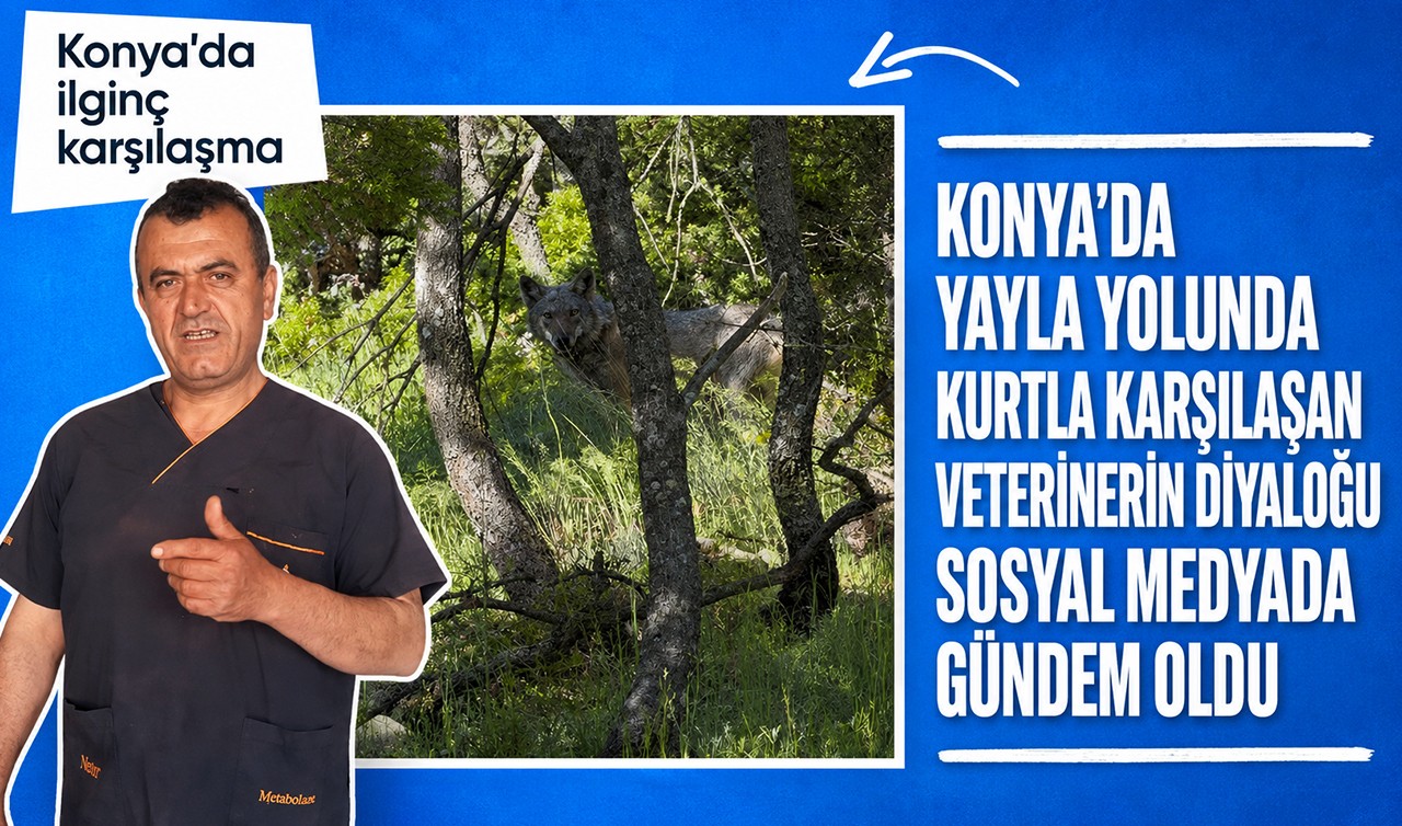 Konya'da yayla yolunda kurtla karşılaşan veterinerin diyaloğu sosyal medyada gündem oldu