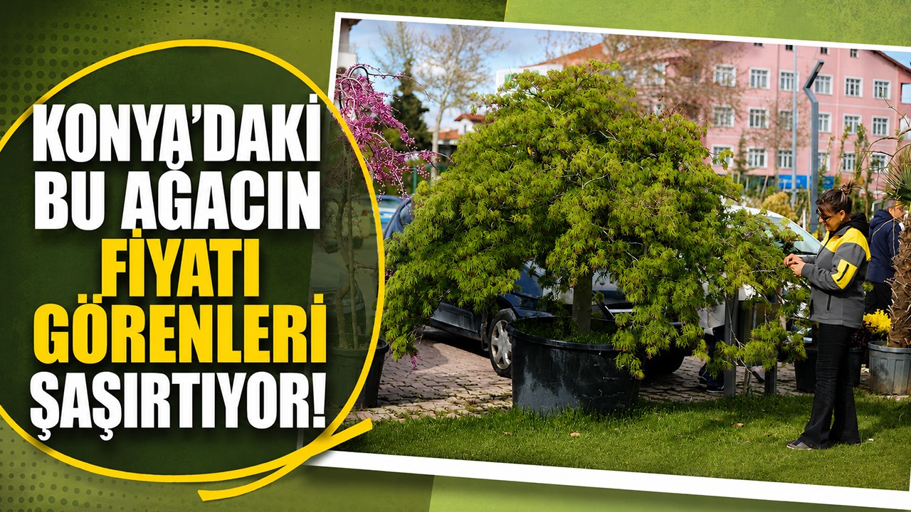 Konya'daki bu ağacın fiyatı görenleri şaşırtıyor!