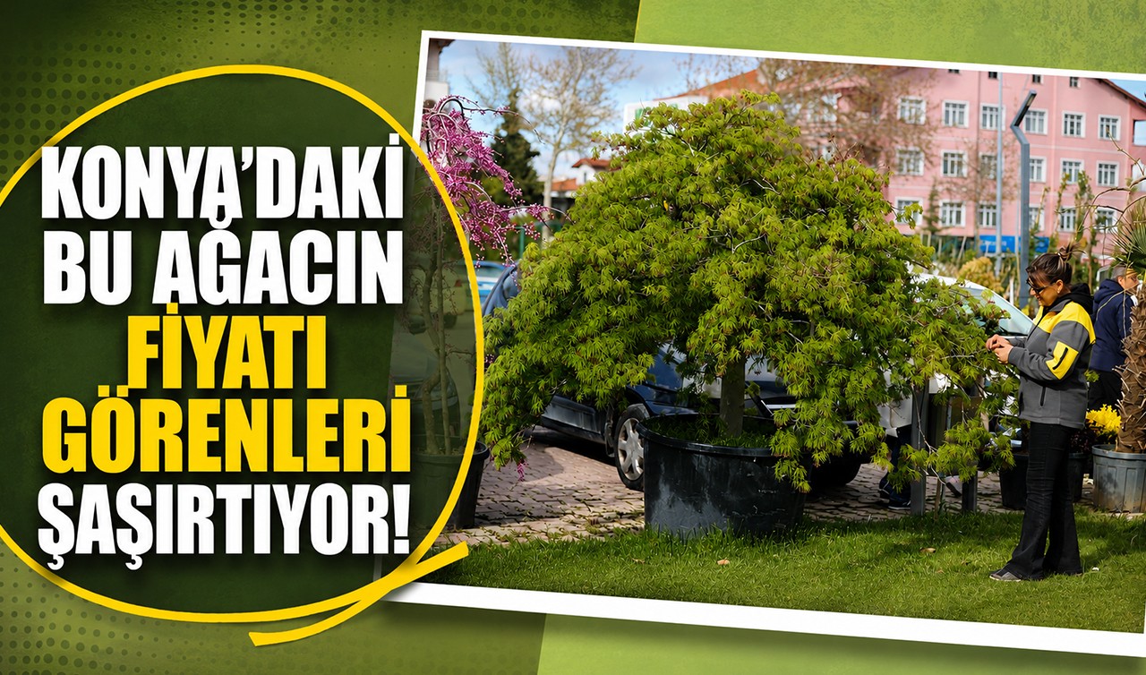 Konya'daki bu ağacın fiyatı görenleri şaşırtıyor!