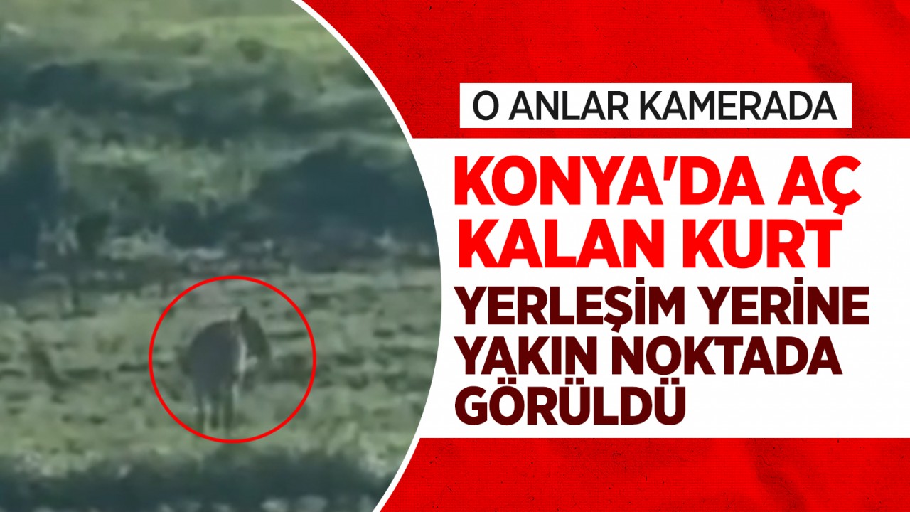 Konya'da aç kalan kurt yerleşim yerine yakın noktada görüldü