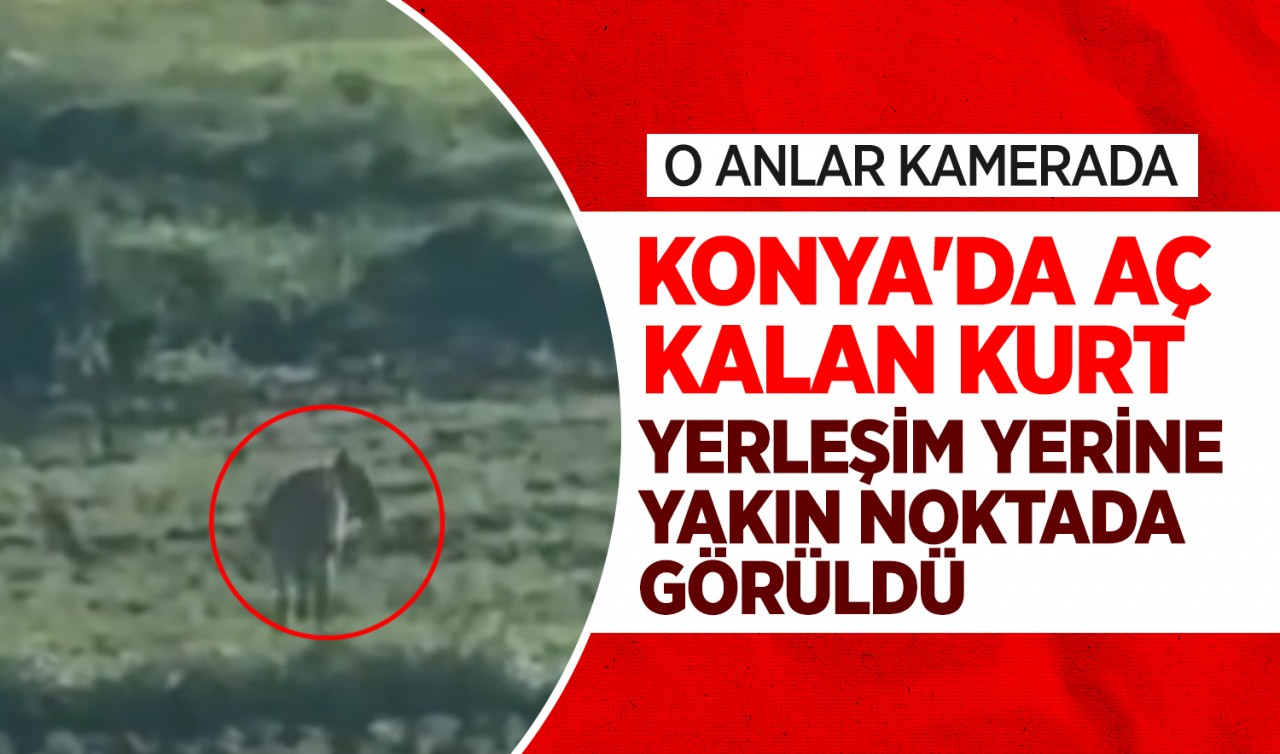 Konya'da aç kalan kurt yerleşim yerine yakın noktada görüldü
