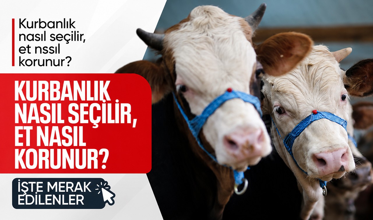 Kurbanlık nasıl seçilir, et nasıl korunur? İşte merak edilenler...