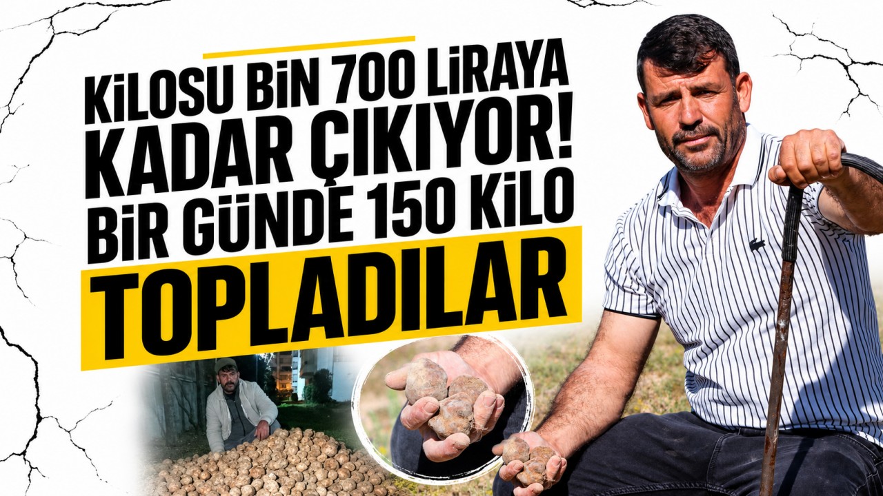 Konya'da kilosu bin 700 liraya kadar çıkıyor! Bir günde 150 kilo topladılar