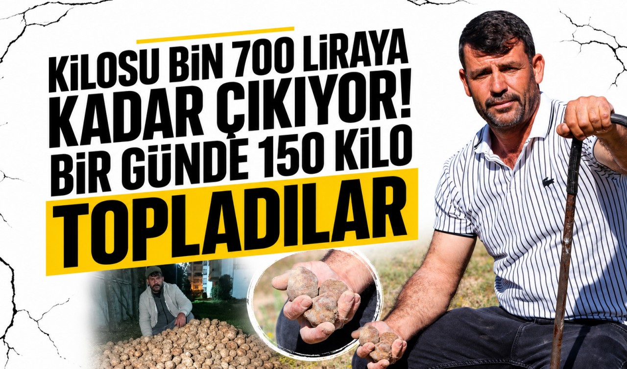 Konya'da kilosu bin 700 liraya kadar çıkıyor! Bir günde 150 kilo topladılar
