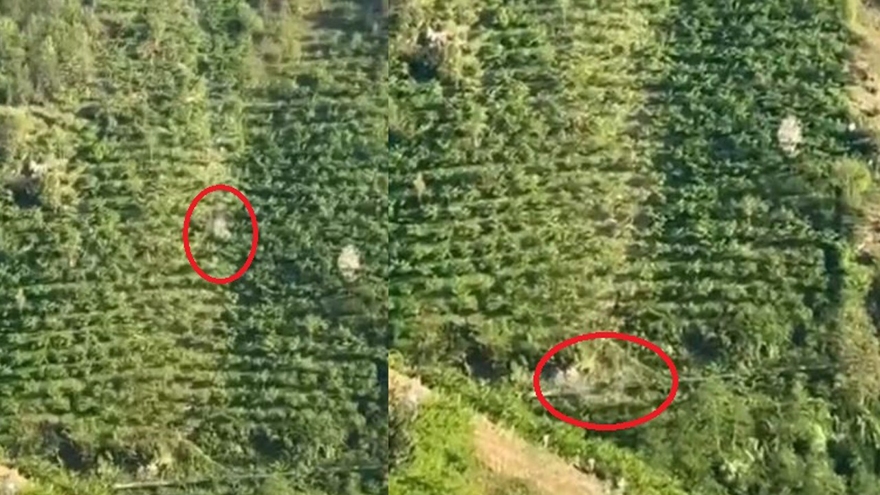 Kamyonetin dik yamaçtan yuvarlandığı kaza kamerada!