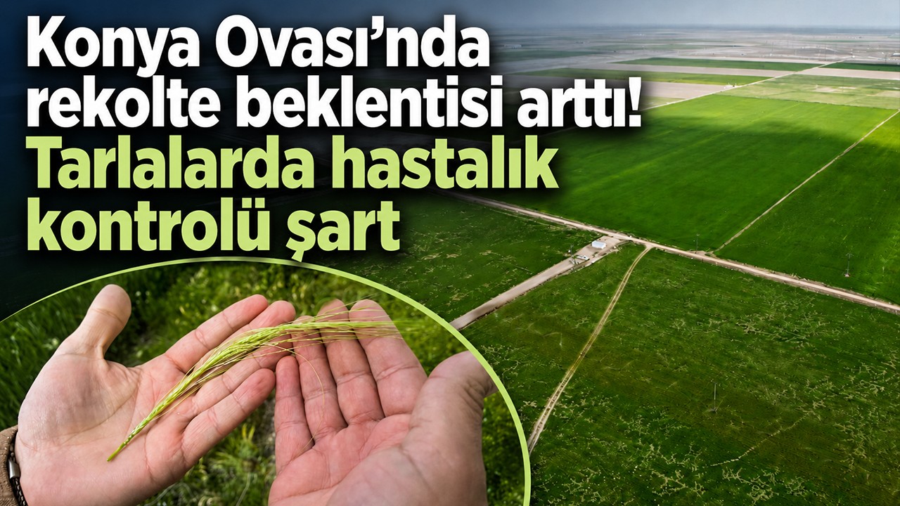 Konya Ovası’nda rekolte beklentisi arttı! Tarlalarda hastalık kontrolü şart