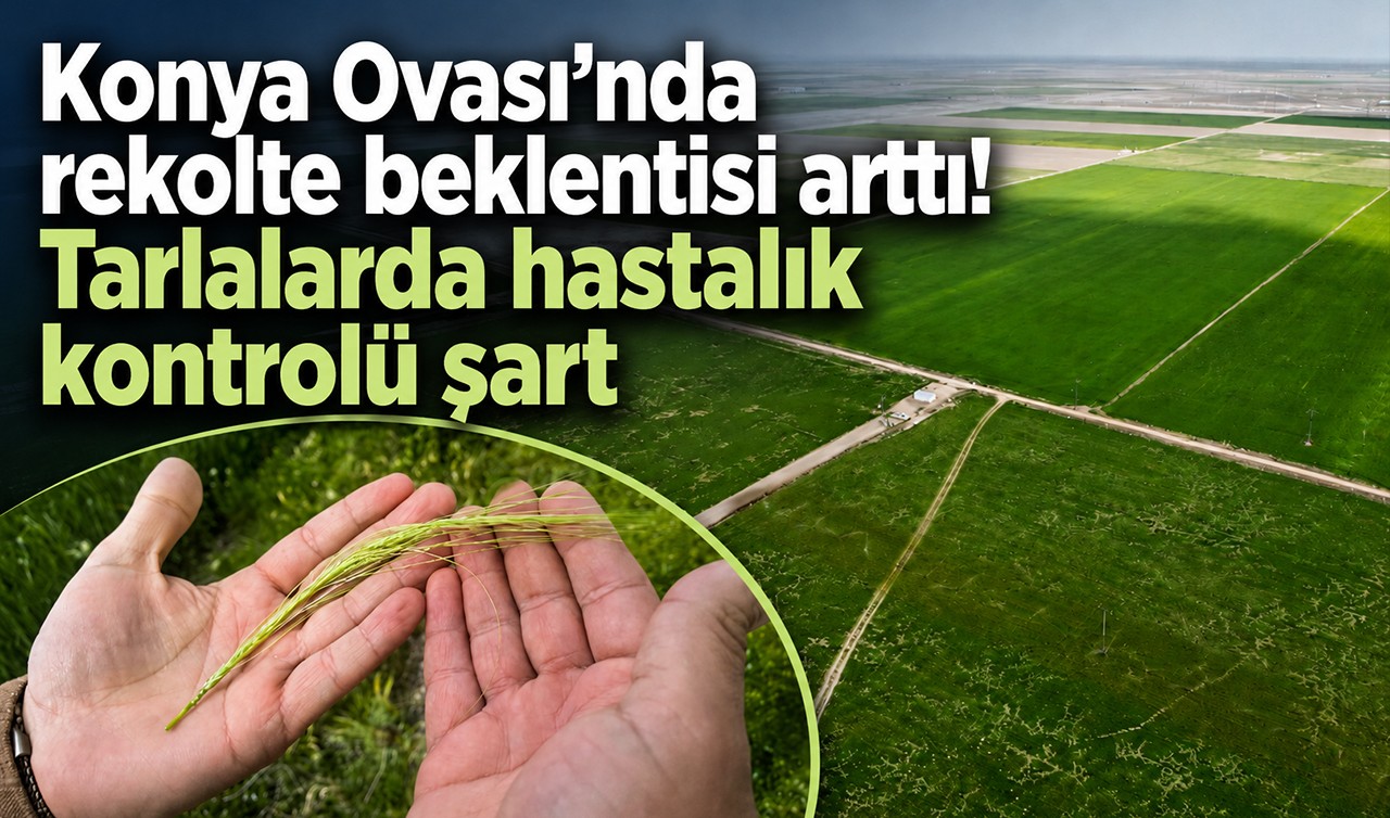 Konya Ovası’nda rekolte beklentisi arttı! Tarlalarda hastalık kontrolü şart